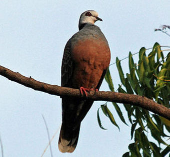 300px-Adamawa_Turtle-dove_(Streptopelia_hypopyrrha)_on_branch - K Rase de Porumbei Salbatici