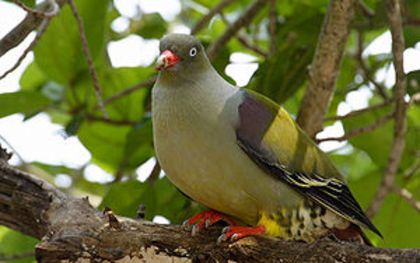 300px-African_Green-Pigeon_(Treron_calvus) - K Rase de Porumbei Salbatici