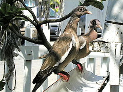 300px-Bare-eyed_pigeon - K Rase de Porumbei Salbatici