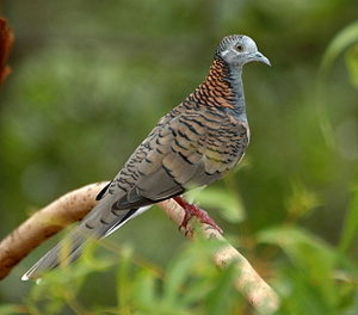 300px-Bar-shouldered_dove_kobble05 - K Rase de Porumbei Salbatici