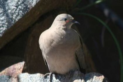 300px-Black-winged_Ground-dove