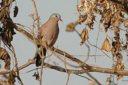 300px-Blue_spotted_wood_dove - K Rase de Porumbei Salbatici