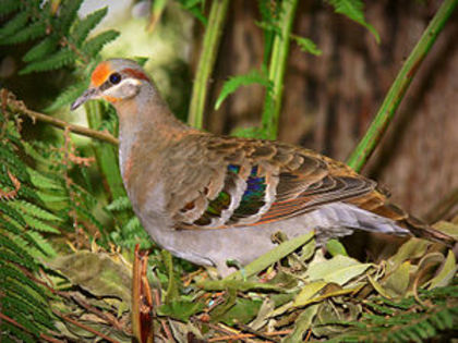 300px-Bronze_wing444 - K Rase de Porumbei Salbatici