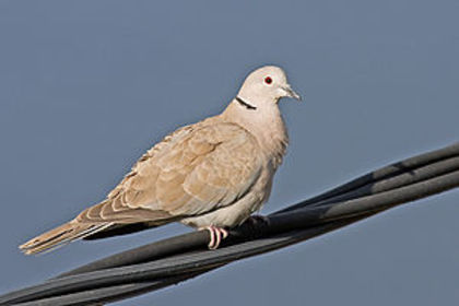 300px-Collared_Dove - K Rase de Porumbei Salbatici