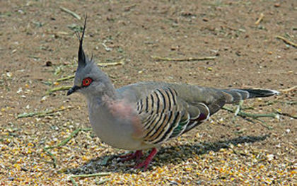 300px-Crested_pigeon442