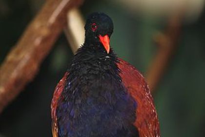 300px-Green-naped_Pheasant_Pigeon_057