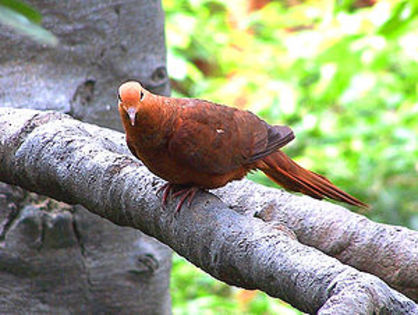 300px-Macropygia_emiliana_(Ruddy_Cuckoo_Dove)8