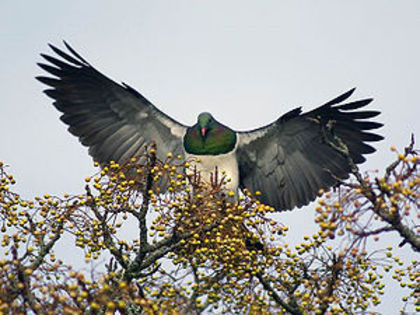 300px-New_Zealand_Pigeon_Southstar_01