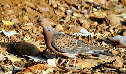 300px-Orientalturtledove