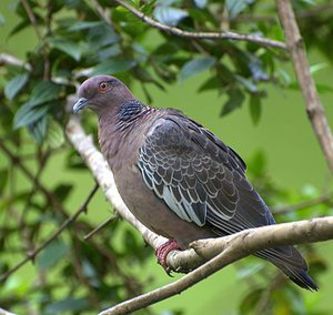 300px-Patagioenas_picazuro_854