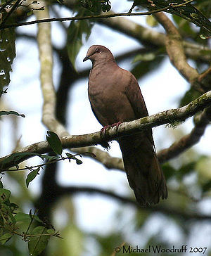 300px-Patagioenas_subvinacea_-NW_Ecuador-8