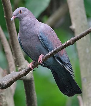 300px-Peruvian_Pigeon