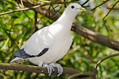 300px-Pied_Imperial-pigeon_-_melbourne_zoo