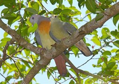 300px-Pink-necked_Green_Pigeon