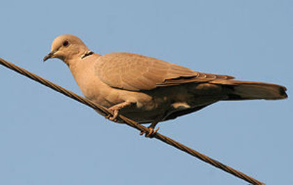 300px-Red_Collared_Dove_(Female)_I_IMG_9674