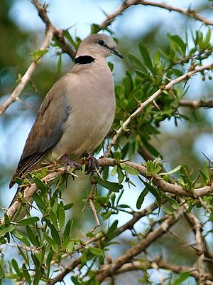 300px-Ring-necked-Dove-Masai-Mara