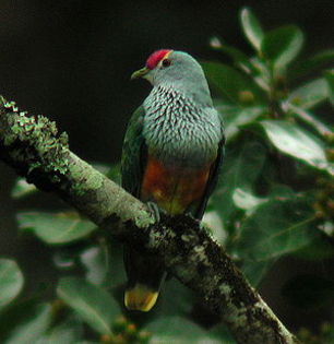 300px-Rose-crowned_Fruit-dove_Dayboro