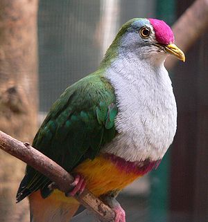 300px-Rotkappen-Fruchttaube_Ptilinopus_pulchellus090501_We_267