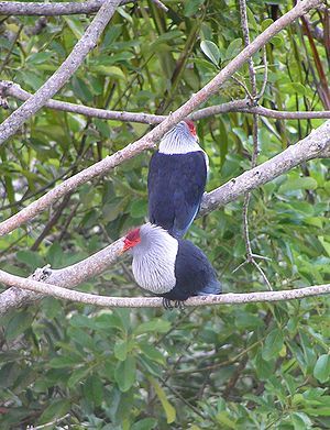 300px-Seychelles_Blue_Pigeon