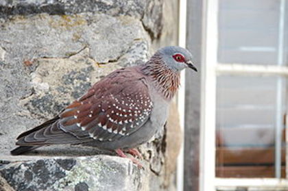 300px-Speckledpigeon