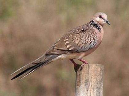 300px-Spotted_Dove_I-_Puri_IMG_9243