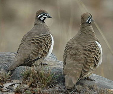 300px-Squatter_Pigeons_Cement_Mills