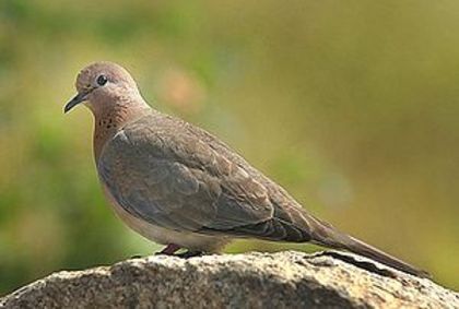 300px-Streptopelia_senegalensis