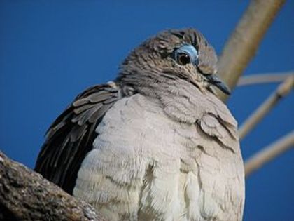 300px-White-tipped_Dove_08 - K Rase de Porumbei Salbatici