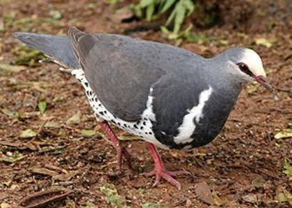 300px-Wonga_Pigeon