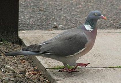 300px-Wood_Pigeon