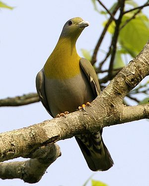 300px-Yellow-footed_Green-Pigeon_(Treron_phoenicopterus)_male-8 - K Rase de Porumbei Salbatici