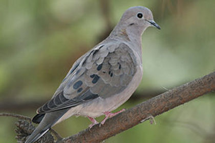 300px-Zenaida_auriculata_(Eared_Dove) - K Rase de Porumbei Salbatici