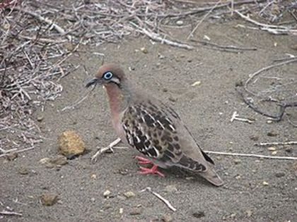 300px-Zenaida_galapagoensis - K Rase de Porumbei Salbatici