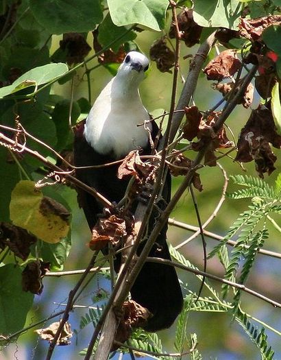 469px-White-Throated_Ground-Dove_wild - K Rase de Porumbei Salbatici