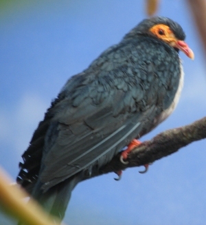 Papuan_Mountain_Pigeon_3