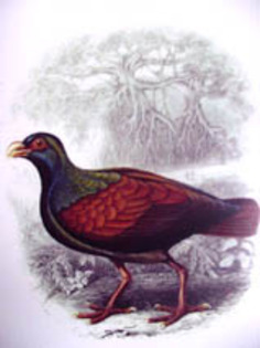 Tooth-billed_pigeon_or_Samoan_Pigeon - K Rase de Porumbei Salbatici