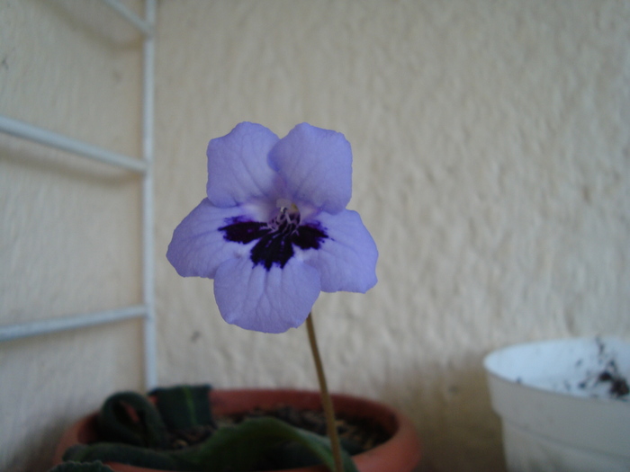 Streptocarpus - Flori 2010