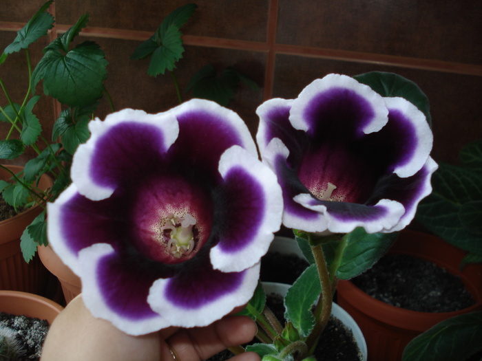 21.05.2010 - flori - gloxenii inflorite 2010