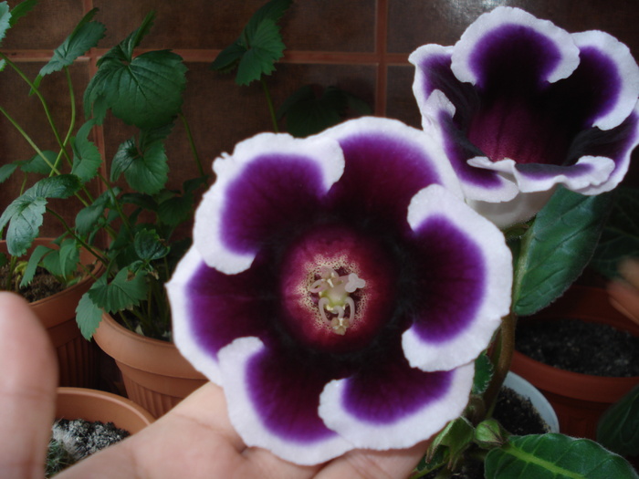 21.05.2010 - flori - gloxenii inflorite 2010