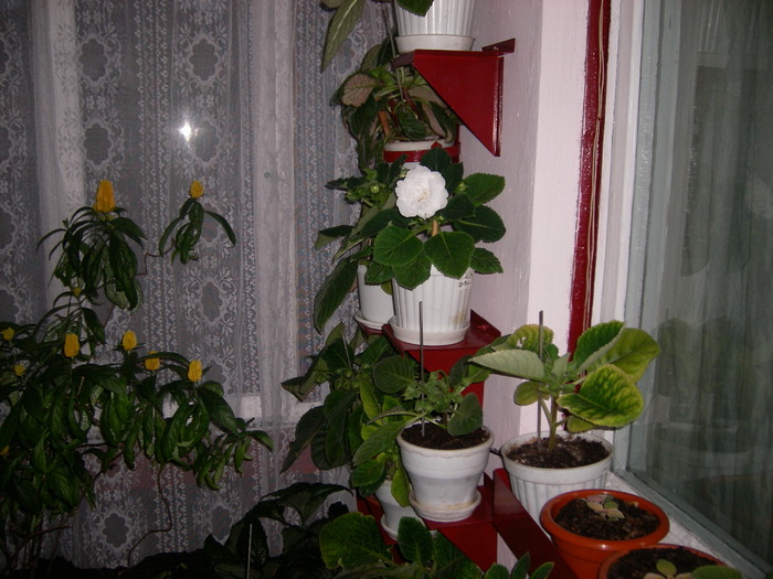 Flori-2010