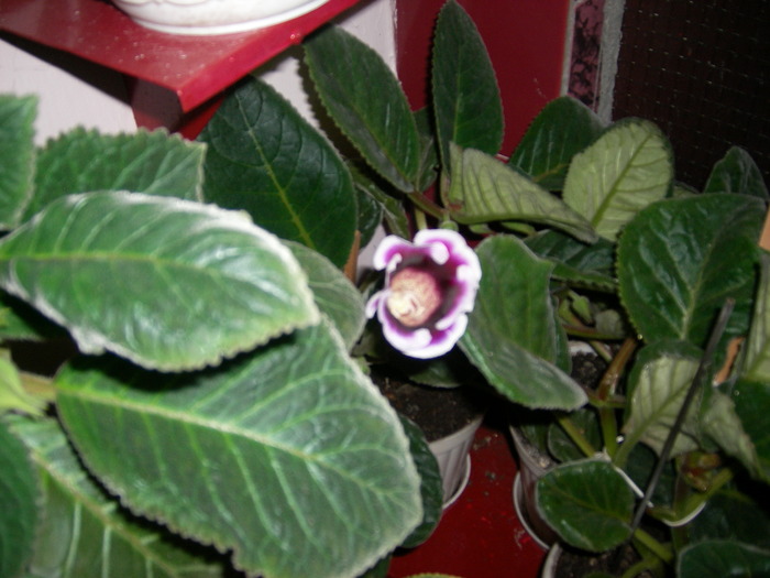Gloxinie mov paspolat - Flori 2010