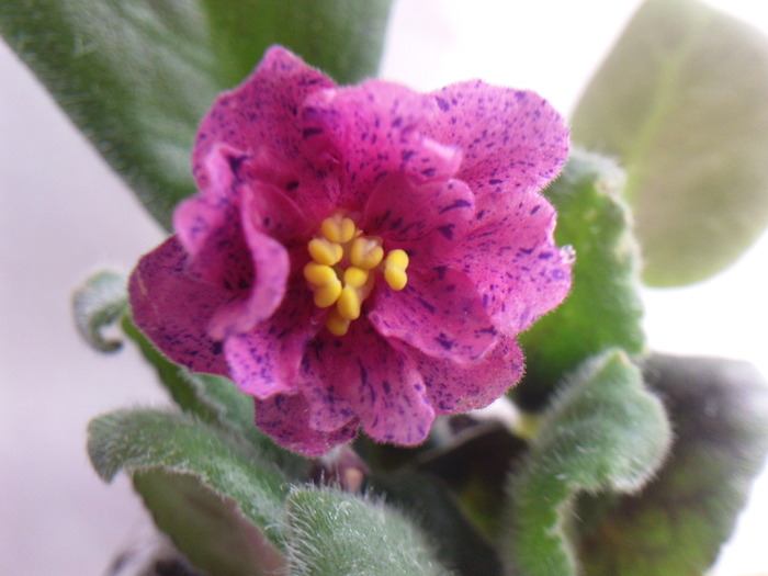 CORAL FANTASY - VIOLETE AFRICANE saintpaulia  2010-2011                                                             