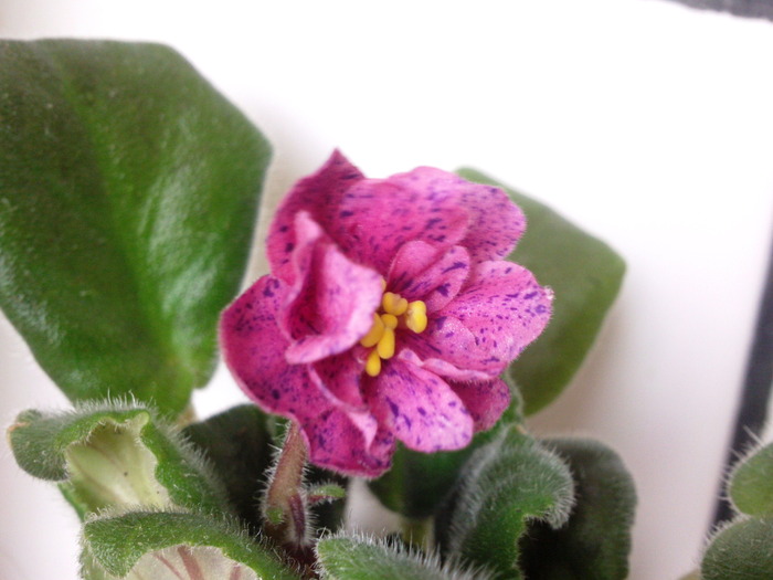 CORAL FANTASY - VIOLETE AFRICANE saintpaulia  2010-2011                                                             