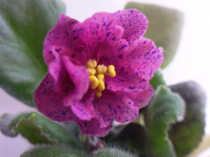 CORAL FANTASY - VIOLETE AFRICANE saintpaulia  2010-2011                                                             