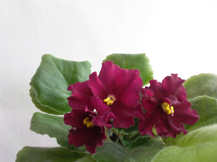 MA"S RED ROVER - VIOLETE AFRICANE saintpaulia  2010-2011                                                             