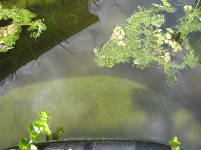 18 mai 2010 - alge in havuz