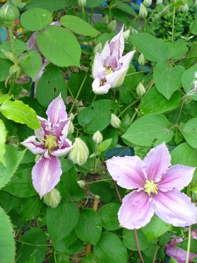 "Piilu" 23052010 - Clematis 2010