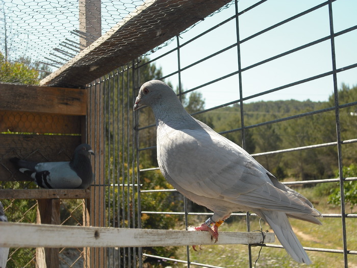 DSCF0231 - voiajori  standart  si voiajori de culoare