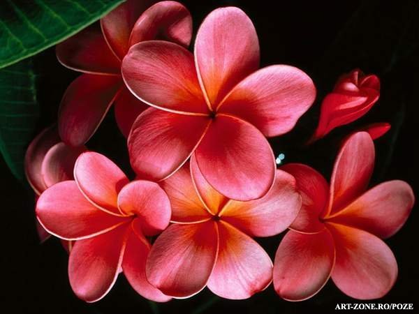 Pink_Plumerias - poze cherry blossom