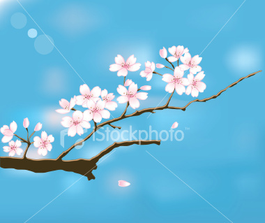 ist2_2754429-sakura - poze cherry blossom